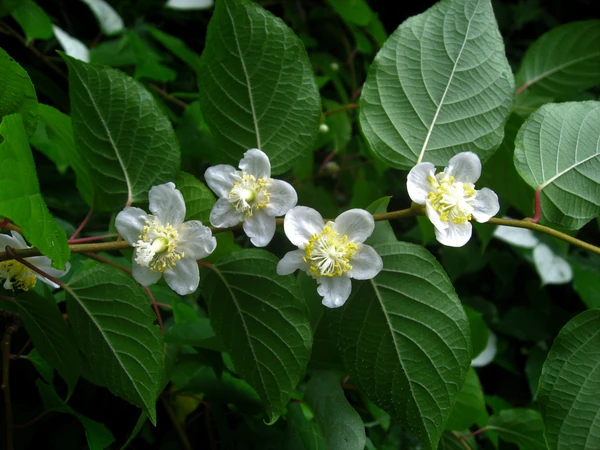 葛枣猕猴桃，别名木天蓼，图源：Munchiecat