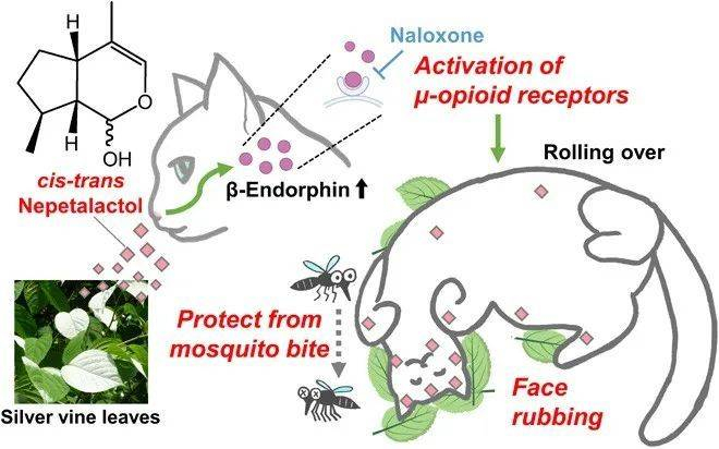 猫利用荆芥内酯驱蚊的生物学机理