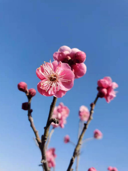 （图：@呼蓝别斯）