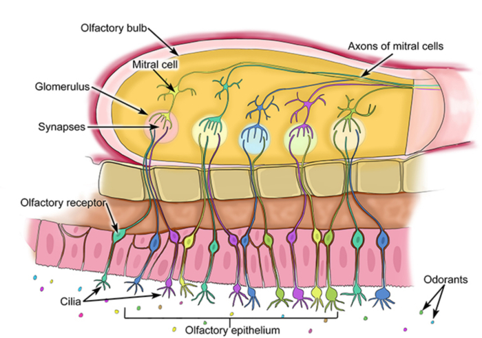 嗅球结构，这个示意图只是嗅觉受体的冰山一角，图源：mammothmemory