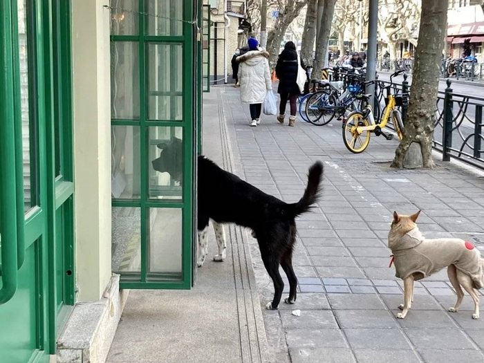 在市集门口排队等待主人的狗子