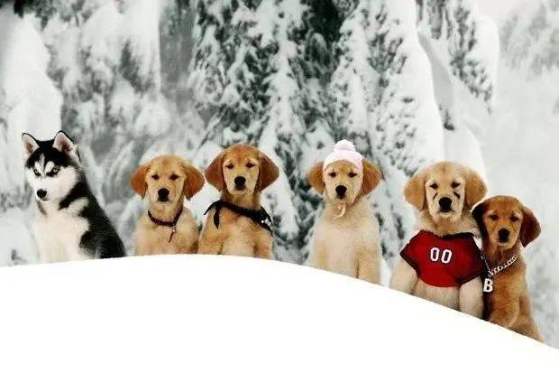 巴迪系列电影为迪士尼赚取了数百万美元