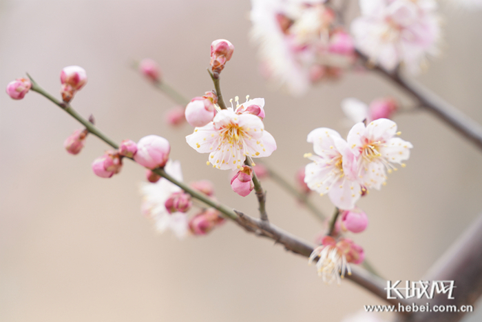 活泼俏丽的腊梅在邢台园博园内盛开。 长城网 记者 郭硕 摄