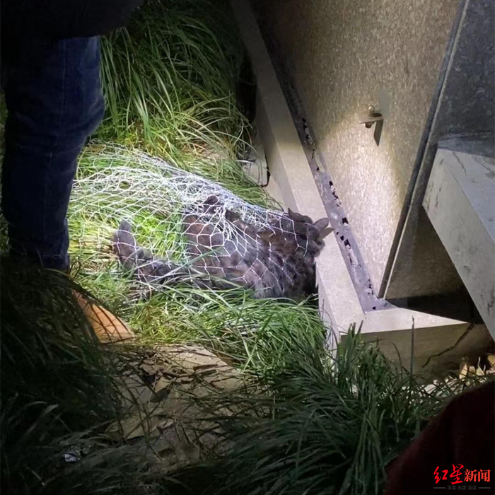  一只深夜里被“职业找宠人”用网兜捕获的猫咪。