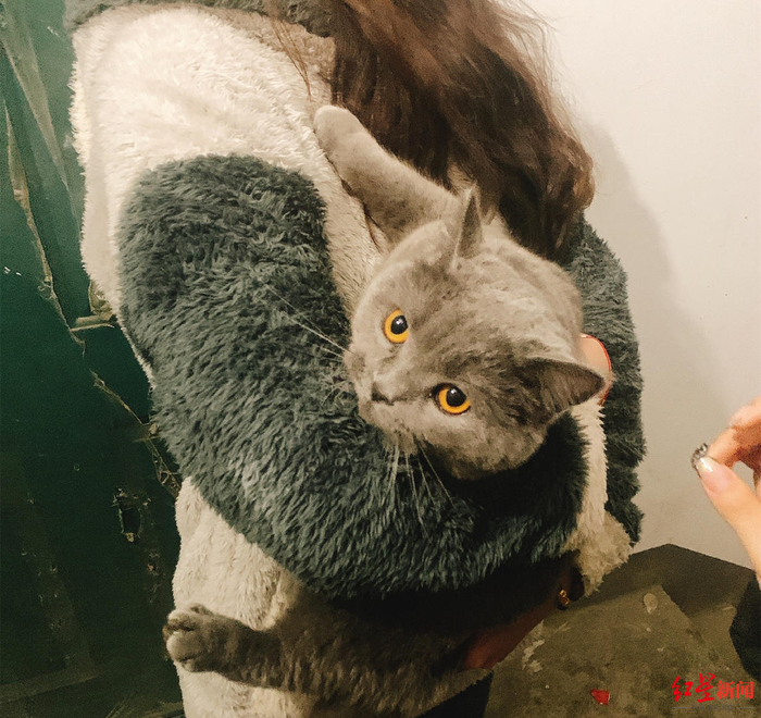 张展飞团队帮客户找回的猫咪。