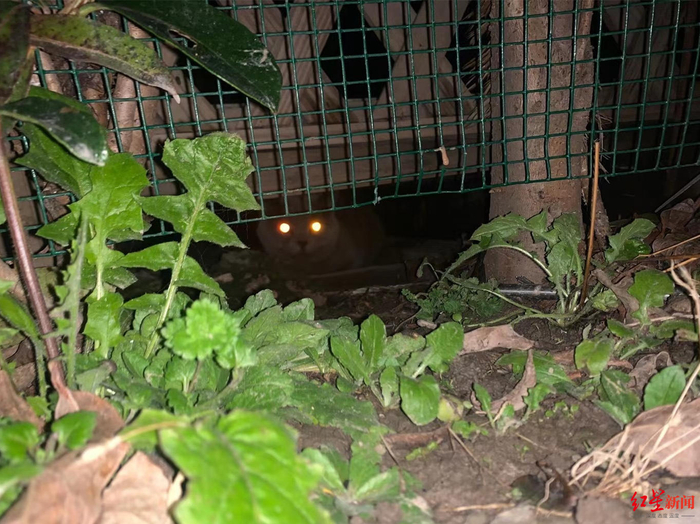  躲在角落里的走失猫咪。