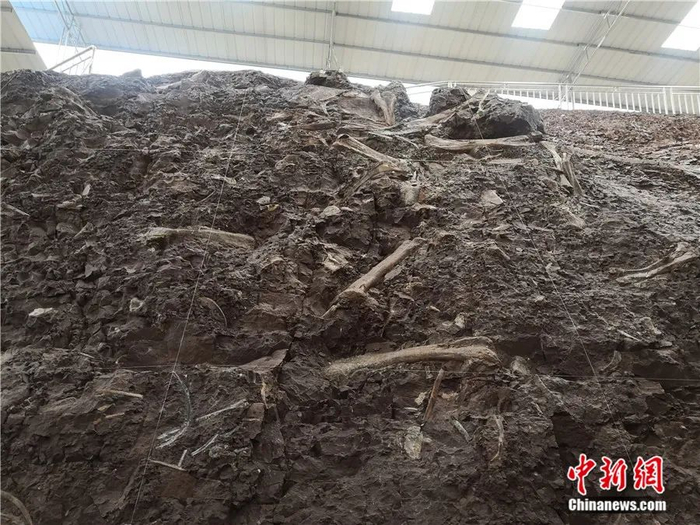 重庆云阳普安恐龙化石墙，彭光照 摄