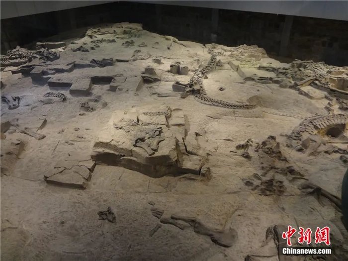 自贡恐龙博物馆恐龙遗址，彭光照 摄