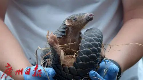  广州日报全媒体记者&nbsp;杨耀烨 摄