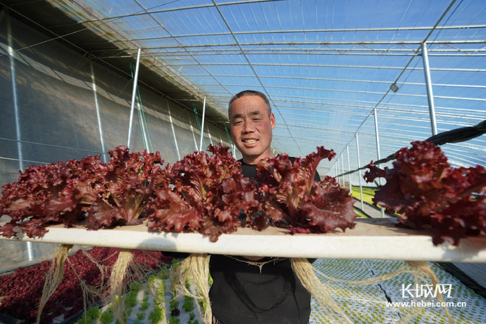 　　德胜现代农业温室种植区陆金旺展示水培蔬菜。长城网记者 郑世繁摄