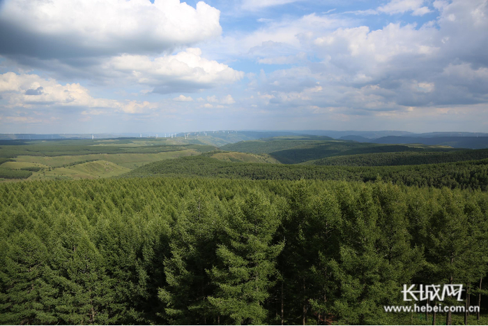 塞罕坝的百万亩林海。长城网记者 刘志成 摄