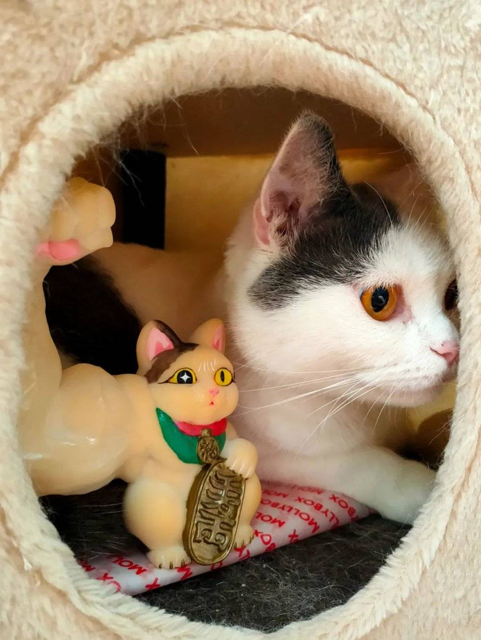 徐振邦做出的第一只“大力招财”，是照着自家猫的花纹画的