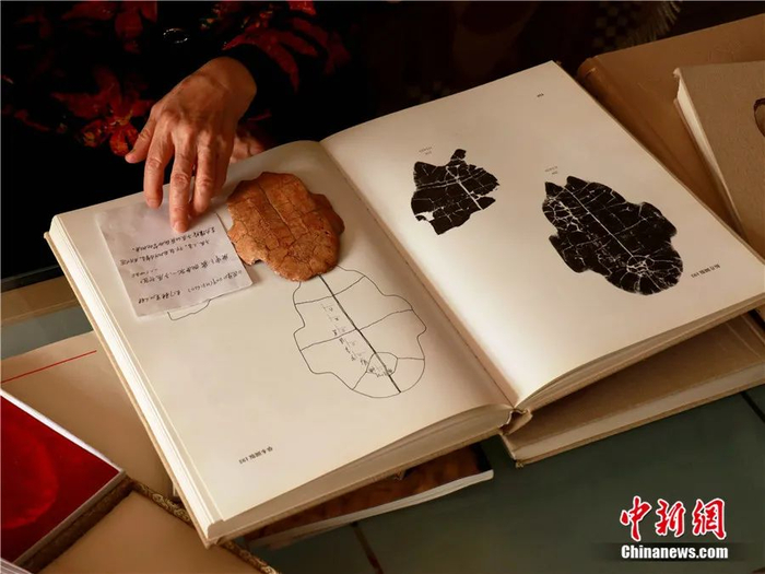 刘一曼用一块卜甲复制品向中新网记者讲述甲骨发掘的细节。李纯 摄