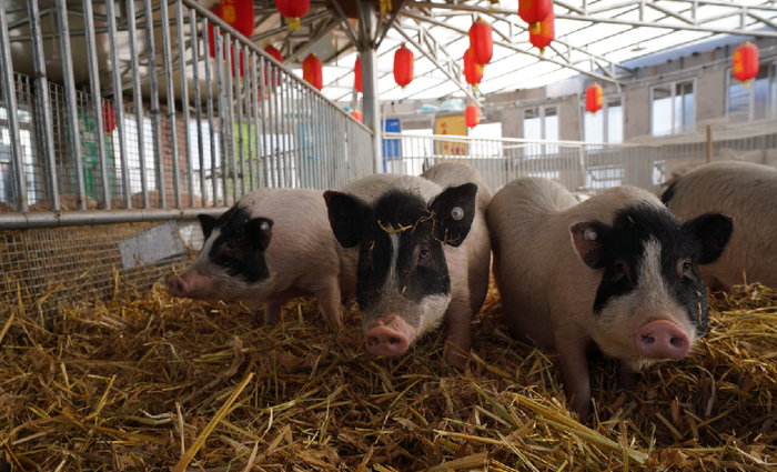 　　微生物发酵床技术养猪。长城网记者 席晓宇摄