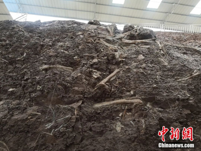 重庆云阳普安恐龙化石墙。彭光照 摄