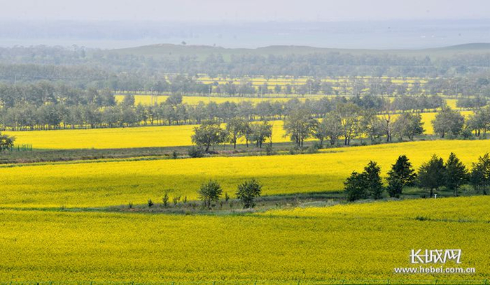 “草园牧歌”大美画卷正在张北地区徐徐铺展。长城网记者 郑世繁 摄