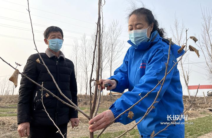 全国人大代表郭素萍（右）来到邢台市新河县进行果树管理技术指导。