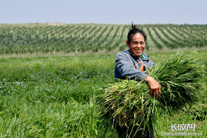 塞北管理区农民在打水飞蓟地里的野黍子。长城网记者 郑世繁 摄