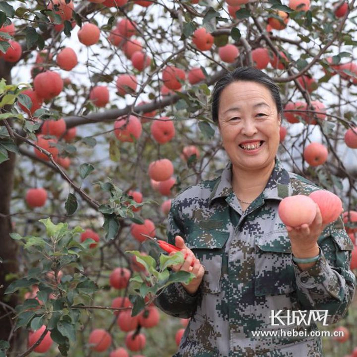 李保国教授生前试验的老果园重茬大树苗建园成功后，郭素萍露出了笑容。