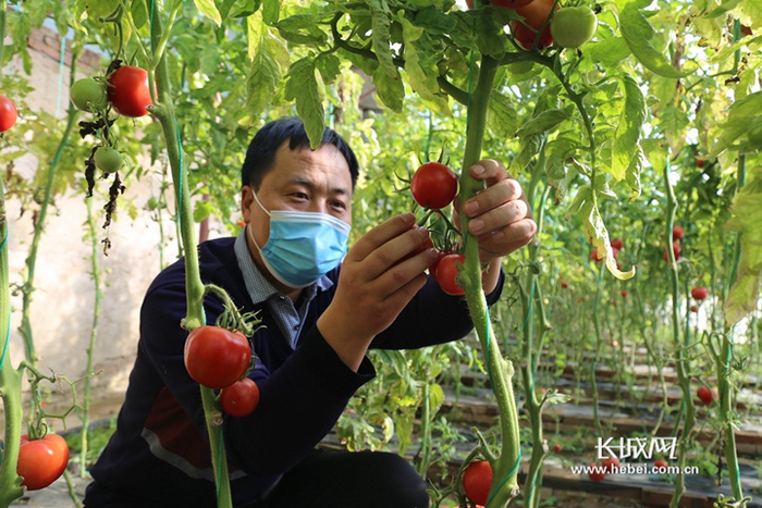 河北百佳农业开发有限公司蔬菜大棚内蔬菜长势喜人。通讯员 郭亚辉 摄