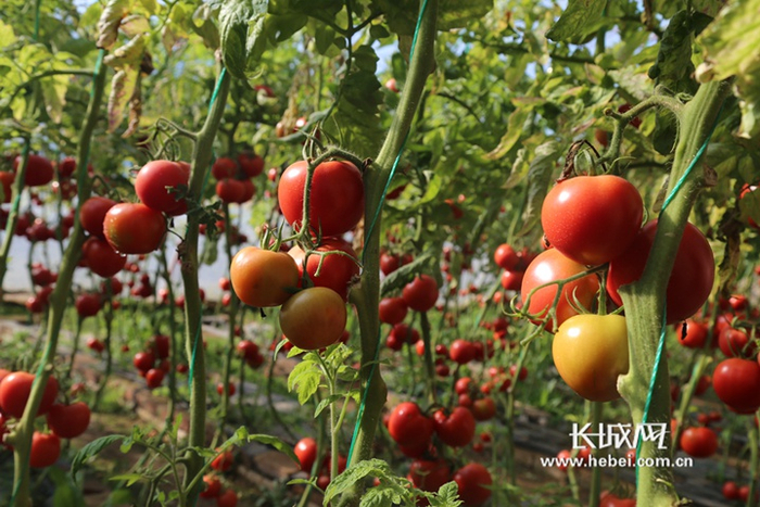 河北百佳农业开发有限公司蔬菜大棚内蔬菜长势喜人。通讯员 郭亚辉 摄