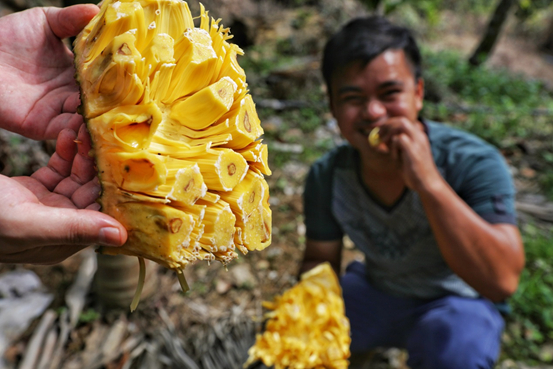 ▲海南菠萝蜜甘甜爽口、果香浓郁，近几年深受全国各地消费者的追捧。（覃凡 摄）