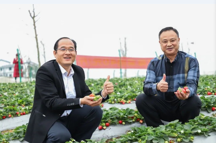 市民游客采摘“金光一号”草莓