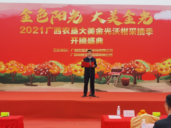 广西农垦大美金光沃柑采摘季拉开帷幕