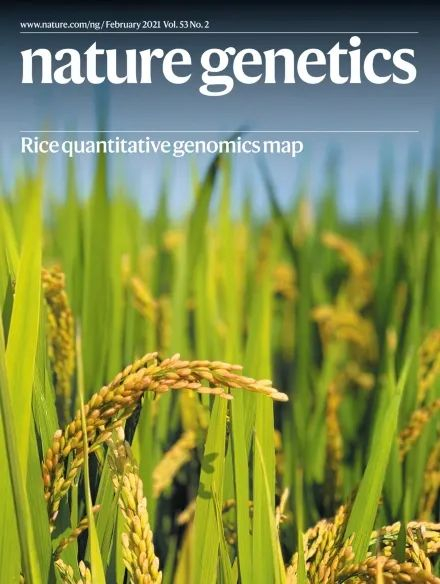 ▲Nature Genetics 封面▲