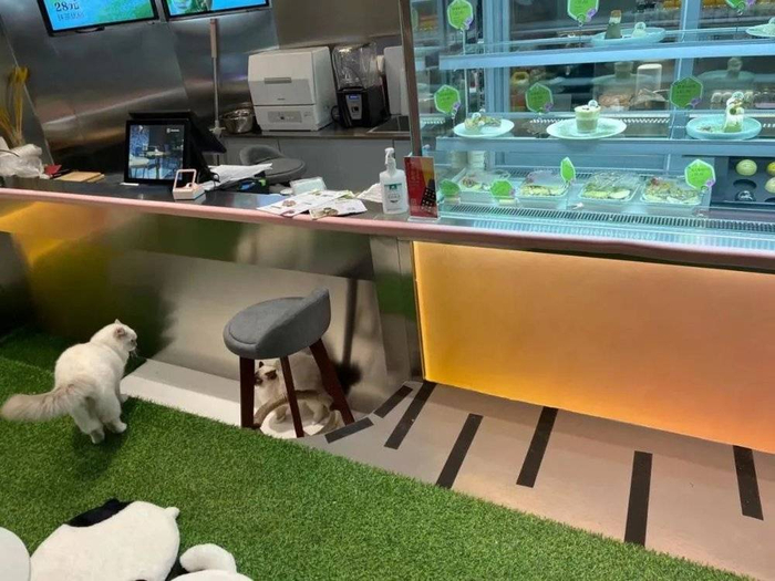 北京一猫咖店，同时出售甜品/豹变