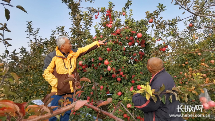 孙建设（左）为果农讲解苹果采摘管理技术。长城网记者 马宁 摄