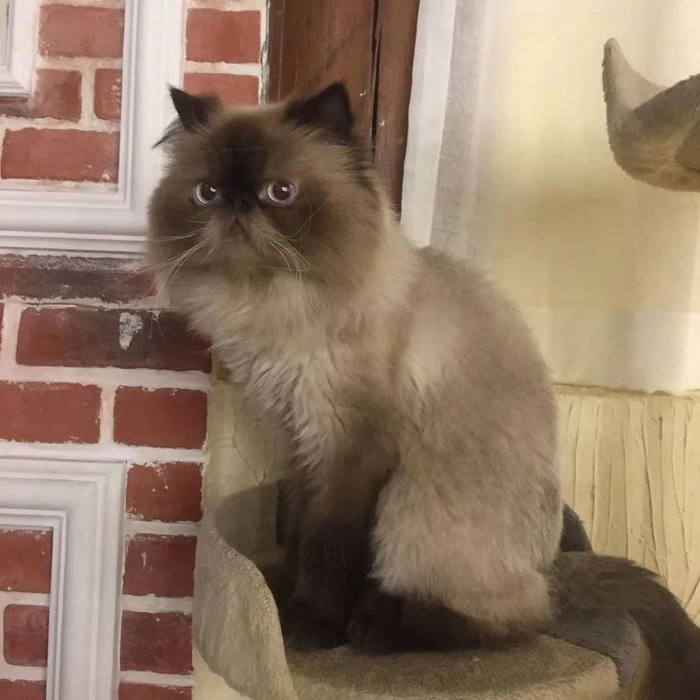 猫咖里的猫/豹变