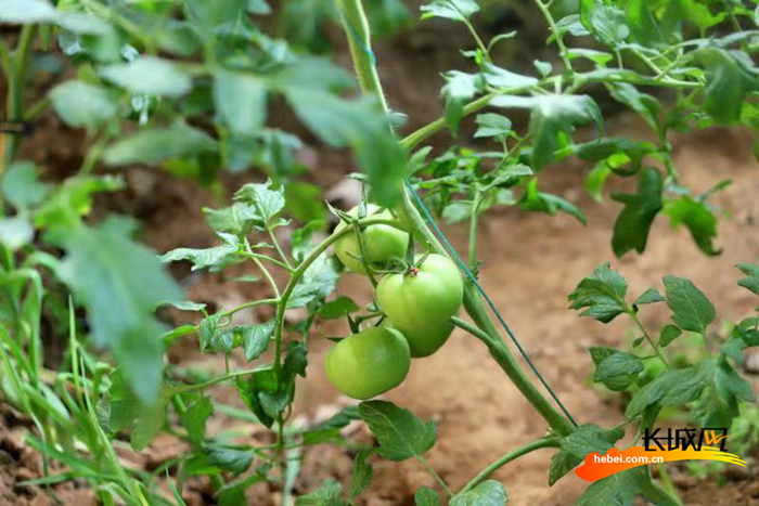 蔬菜大棚内的西红柿。