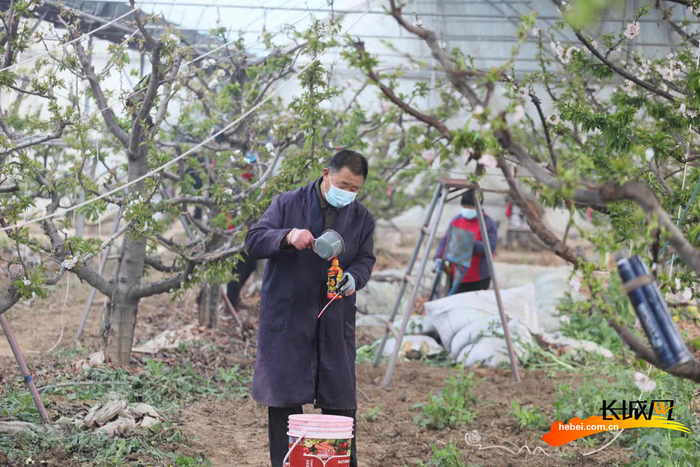 工人为樱桃树实施人工授粉。