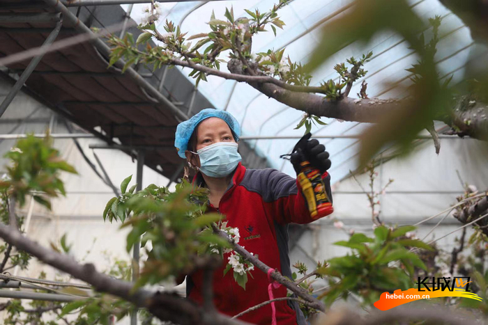 工人为樱桃树实施人工授粉。