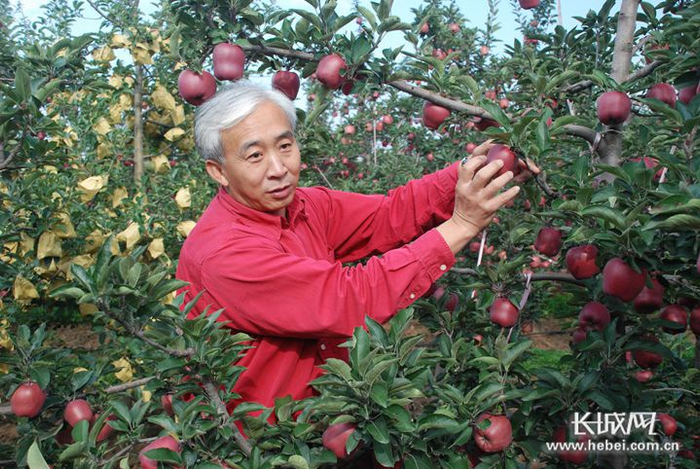 孙建设在采摘驿站里的苹果。资料图片
