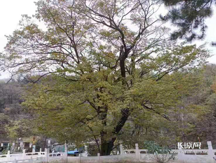 车谷砣村的古茶树。