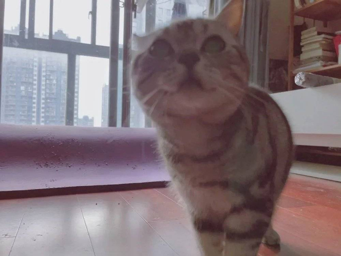 |瘸猫的近照，由于神出鬼没导致无法抓拍