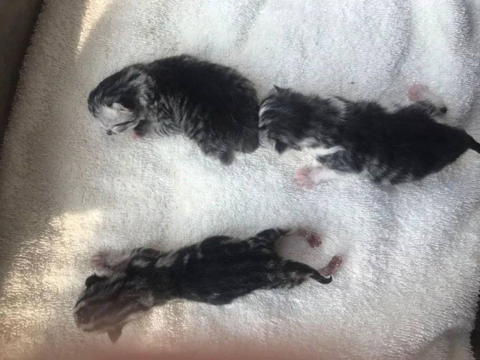 |陈瘸的童年照,最下面这只小可爱