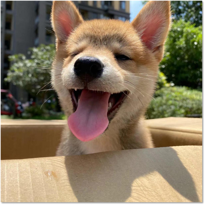 |这是它两个月左右的样子