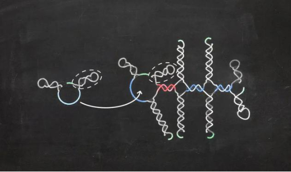 　　发夹结构能有助于基因链与相邻链杂化。| 图片来源：A.Kühnlein et。 al。 / eLife
