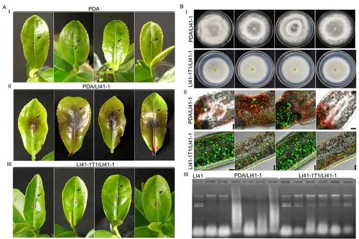 ▲图1 茶拟盘多毛孢金色病毒1对茶拟盘多毛孢生物学影响及介导的防病作用