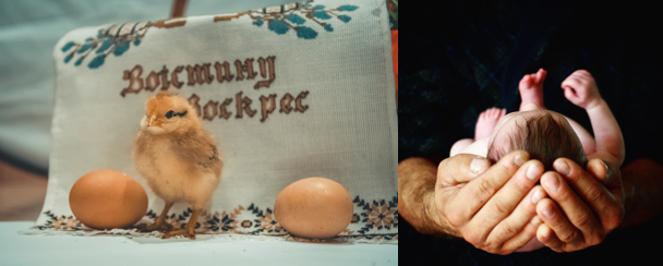 卵生和胎生 | 图源：unsplash