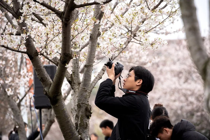 用相机记录盛开的樱花（刘博文 摄）