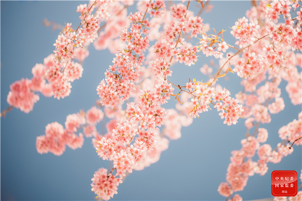 　　山深未必得春迟，处处山樱花压枝。（云南省龙陵县纪委监委供 侯泰 摄）