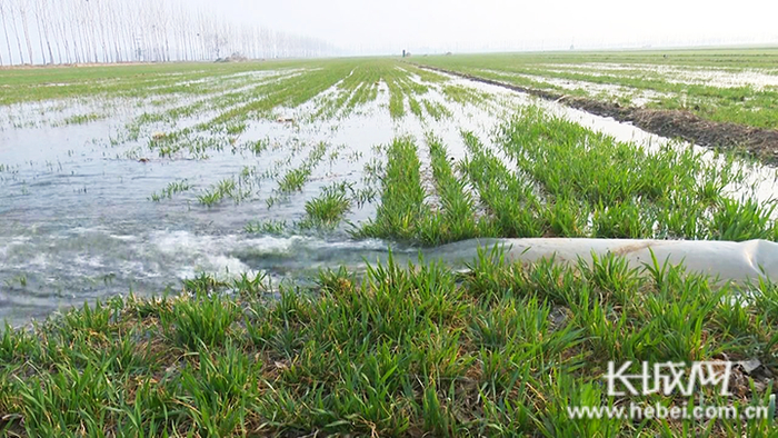 农田使用地表水灌溉。