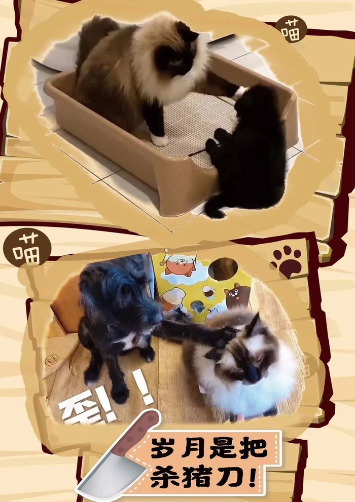 小时候的阿仔和猫VS长大后的阿仔和猫