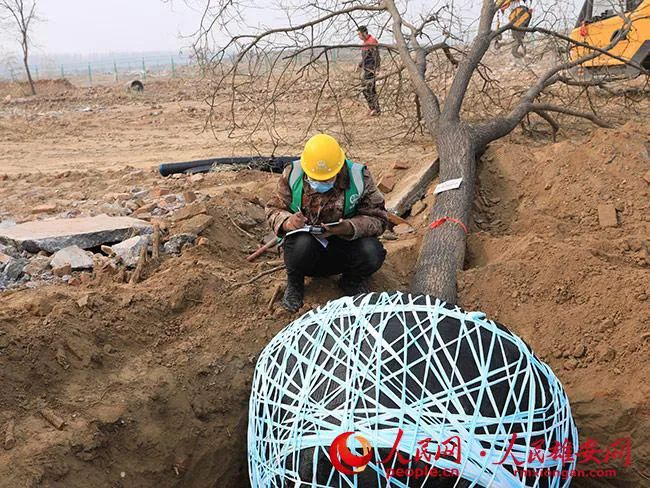 图为工作人员对古树信息进行统计。人民雄安网 王红/摄