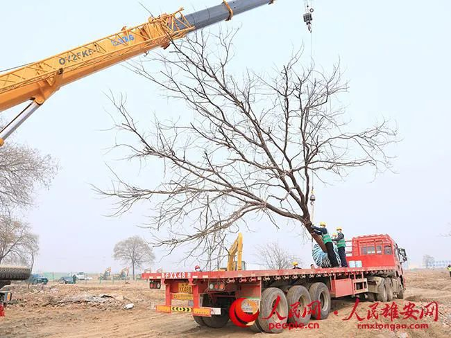 图为古树移植中。人民雄安网 王红/摄