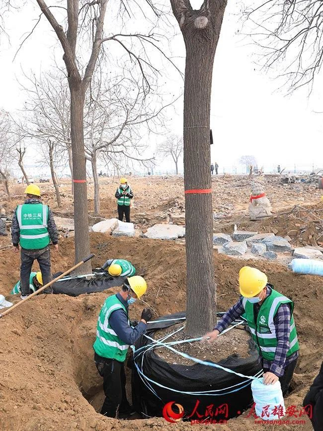 图为工作人员正在对树球进行土壤包裹。人民雄安网 王红/摄